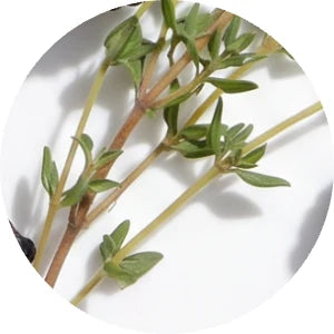 Thyme